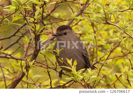 Closeup on a Gray catbird, Dumetella carolinensis, hiding in the vegetation at Hudson river Park, New York 126706617