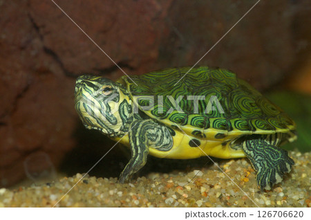 Colorful juvenile Pond slider, Trachemys scripta, Turtle Swimming in Aquarium Colorful juvenile Pond slider, Trachemys scripta, Turtle Swimming in Aquarium 126706620