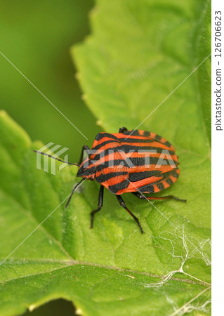 Vertical colorful closeup on a vibrant red Italian striped bug Graphosoma italicum on green leaf 126706623