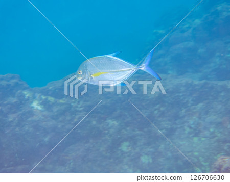 A school of beautiful young blue trevally (Carassius auratus). Hirizohama Nakagi Minamiizucho Izu Peninsula Shizuoka Prefecture 2024 126706630