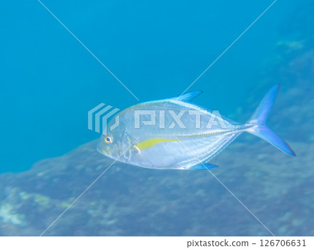 A school of beautiful young blue trevally (Carassius auratus). Hirizohama Nakagi Minamiizucho Izu Peninsula Shizuoka Prefecture 2024 126706631