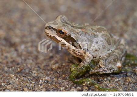 Closeup on a lightbrown Pacific tree frog, Pseudacris regilla sitting on the ground Closeup on a lightbrown Pacific tree frog, Pseudacris regilla sitting on the ground 126706691