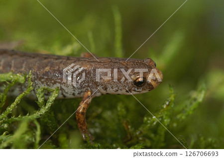 Closeup on an adult Foer-toed salamander, Hemidactylium scutatum in green moss 126706693
