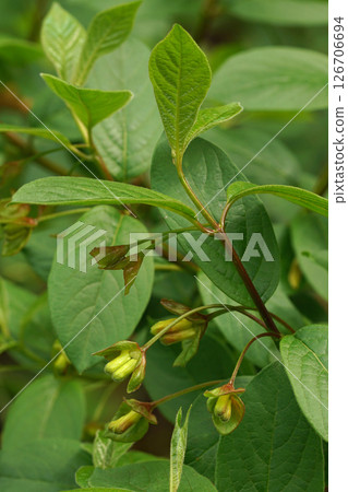 Vertical closeup on a twin-berry, bearberry, bracted, twinberry, Californian or Honeysuckle, Lonicera involucrata in Oregon Vertical closeup on a twin-berry, bearberry, bracted, twinberry, Californian or Honeysuckle, Lonicera involucrata in Oregon 126706694