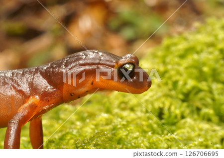 Closeup on a Yellow-eyed Ensatina - Ensatina eschscholtzii xanthoptica salamander on green moss 126706695