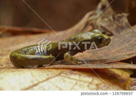 Closeup at a juvenile of the rare limestone salamander Hydromantes brunus at Merced River , California 126706697