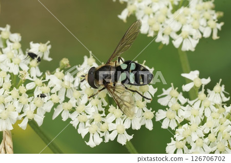 Closeup on a male Triangular Lucent swafly, Didea alneti on a white Heracleum sphondylium flower 126706702