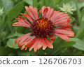 Colorful closeup on a South American bright red blanket flower, Gaillardia grandiflora in the garden 126706703