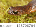 Closeup on dark colored juvenile of Anaxyrus boreas, Western toad in Northern California sitting on redwood 126706704