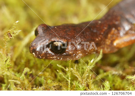Closeup on dark colored juvenile of Anaxyrus boreas, Western toad in Northern California sitting on redwood 126706704