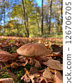Closeup on a cep or penny bun mushroom, Boletus edulis mushroom on the forest floor 126706705