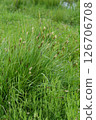 Vertical closeup on a Dense Sedge grass plant, Carex densa in Northern Oregon 126706708
