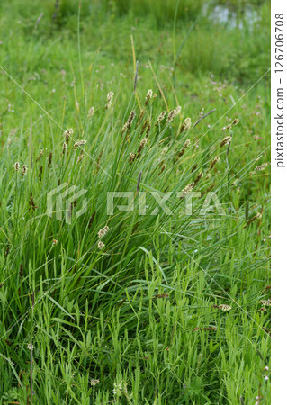 Vertical closeup on a Dense Sedge grass plant, Carex densa in Northern Oregon Vertical closeup on a Dense Sedge grass plant, Carex densa in Northern Oregon 126706708