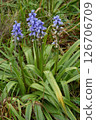 Closeup on a spanish bluebell flower, Hyacinthoides hispanica, growing in the wild in Northern Oregon 126706709