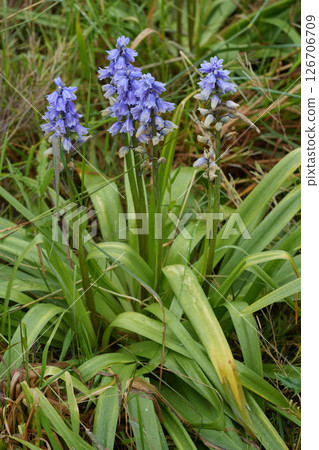 Closeup on a spanish bluebell flower, Hyacinthoides hispanica, growing in the wild in Northern Oregon 126706709