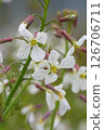 Closeup on a fragile blossoming white charlock wildflower, Raphanus raphanistrum at Bandon Coastline, Oregon 126706711