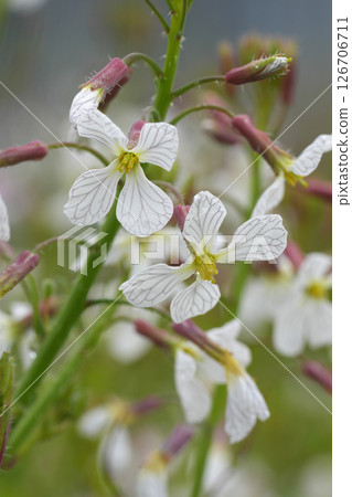 Closeup on a fragile blossoming white charlock wildflower, Raphanus raphanistrum at Bandon Coastline, Oregon 126706711