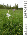 Vertical closeup on a white flowering white large camas, Camassia leichtlini in Mid-Oregon 126706712