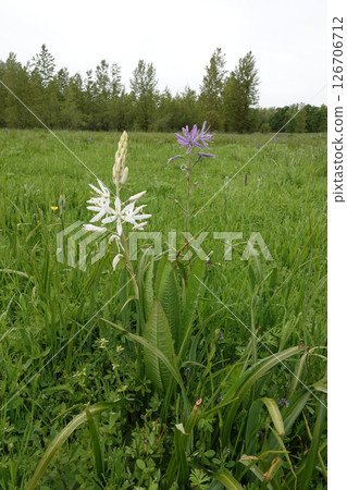 Vertical closeup on a white flowering white large camas, Camassia leichtlini in Mid-Oregon 126706712