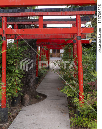 Torii gate and sacred tree of Inari Shrine 126706798