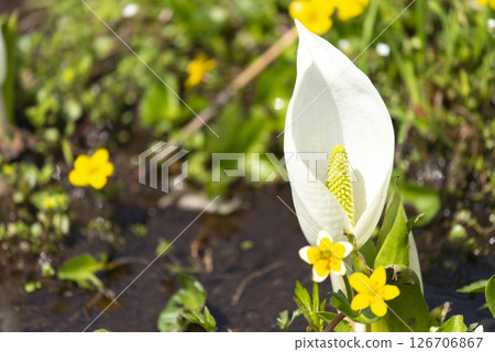 Skunk cabbage and marsh marigolds blooming in Nakatashiro, Ozegahara, Gunma Prefecture 126706867