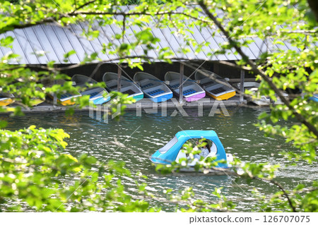 Couple enjoying swan boat rides at Chidorigafuchi Couple enjoying swan boat rides at Chidorigafuchi 126707075
