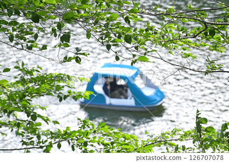 夫婦在不忍池搭乘天鵝船 126707078