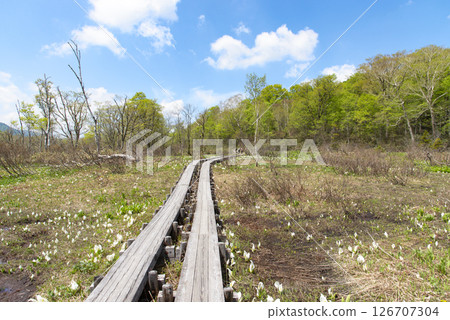 Skunk cabbage blooming near the TEPCO hut in Ozegahara, Gunma Prefecture, and a boardwalk 126707304
