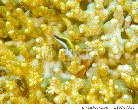美麗的白化桌珊瑚和幼海星，靜岡縣伊豆半島賀茂郡南伊豆町中木飛騎海灘202號 126707335