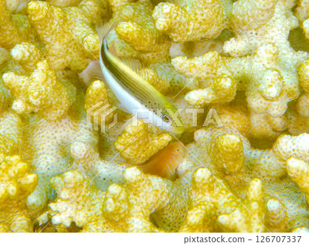 Beautiful bleached table coral and juvenile starfish, Nakagi Hirizo Beach 202, Minamiizu-cho, Kamo-gun, Izu Peninsula, Shizuoka Prefecture 126707337