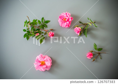 Pink garden roses on a gray background 126707383