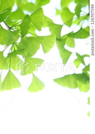 Close-up of fresh green ginkgo leaves [White background] [Sky background] 126707599