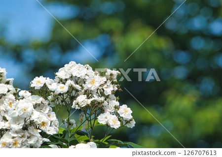 White Roses White Roses 126707613