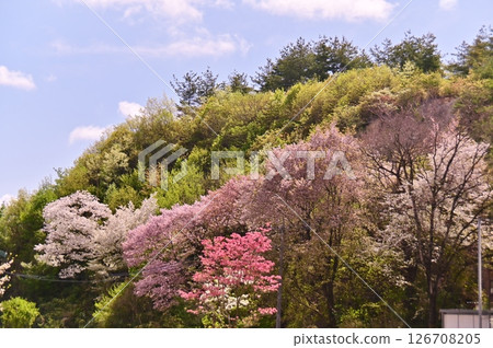 瑞京山春暖花開 瑞京山春暖花開 126708205