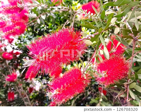 這棟房子的象徵樹是一棵開著鮮紅花朵的灌木樹。 126708320