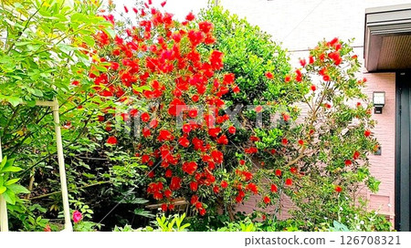 The symbolic tree of the house is a brush tree with bright red flowers. 126708321