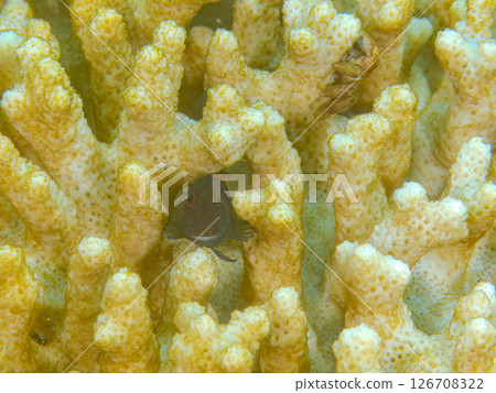 Beautiful bleached table corals and cute juvenile maned frogfish. Nakagi Hirizo Beach, Minamiizu-cho, Kamo-gun, Izu Peninsula Beautiful bleached table corals and cute juvenile maned frogfish. Nakagi Hirizo Beach, Minamiizu-cho, Kamo-gun, Izu Peninsula 126708322