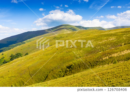 mountain landscape with green meadows in summer. picturesque wallpaper of popular travel destination of transcarpathia. mount great peak in the distance. sunny afternoon with fluffy clouds on a blue 126708406