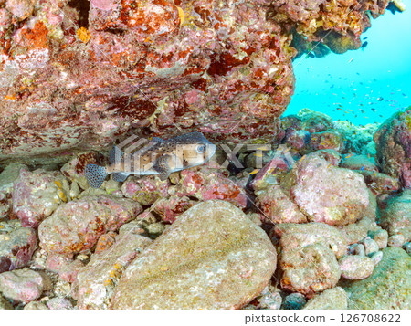 A school of pufferfish, stingrays and other fish in an underwater cave. Hirizohama Nakagi Minamiizu Town Izu Peninsula Shizuoka Prefecture 2024 126708622