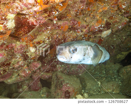 水下洞穴中的一群河豚、金扇貝和其他魚類。 Hirizohama Nakagi 南伊豆鎮 伊豆半島 靜岡縣 2024 126708627