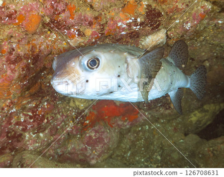 水下洞穴中的一群河豚、金扇貝和其他魚類。 Hirizohama Nakagi 南伊豆鎮 伊豆半島 靜岡縣 2024 水下洞穴中的一群河豚、金扇貝和其他魚類。 Hirizohama Nakagi 南伊豆鎮 伊豆半島 靜岡縣 2024 126708631