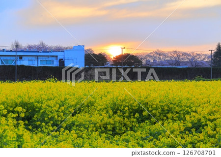 Saitama Prefecture Shogundo Shodo Sakurazutsu Saitama Prefecture Shogundo Shodo Sakurazutsu 126708701