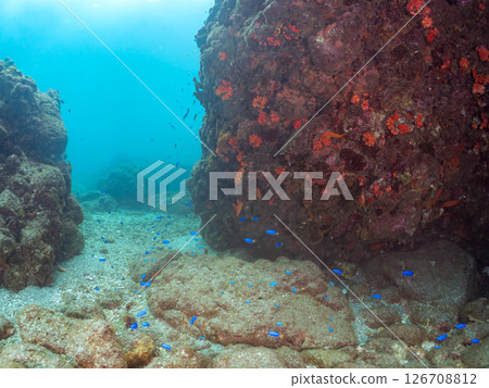 A group of Iboyagi and a group of blue-green damselfish, Oyabitcha and other fish, Nakagi Hirizo Beach, Minamiizu-cho, Kamo-gun, Izu Peninsula, 2024 A group of Iboyagi and a group of blue-green damselfish, Oyabitcha and other fish, Nakagi Hirizo Beach, Minamiizu-cho, Kamo-gun, Izu Peninsula, 2024 126708812