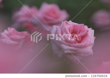 Pink roses 126708816