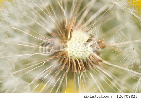 Dandelion seeds Dandelion seeds 126708825