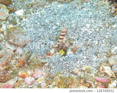 紅頸蝦虎魚和白紋槍蝦共生於沙洞。 Hirizohama Nakagi 南伊豆鎮 伊豆半島 靜岡縣 2024 紅頸蝦虎魚和白紋槍蝦共生於沙洞。 Hirizohama Nakagi 南伊豆鎮 伊豆半島 靜岡縣 2024 126708932