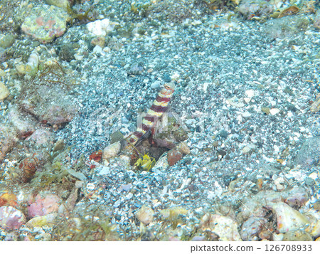 The red-necked goby and the white-striped peg shrimp live together in a hole in the sand. Hirizohama Nakagi Minamiizu Town Izu Peninsula Shizuoka Prefecture 2024 126708933