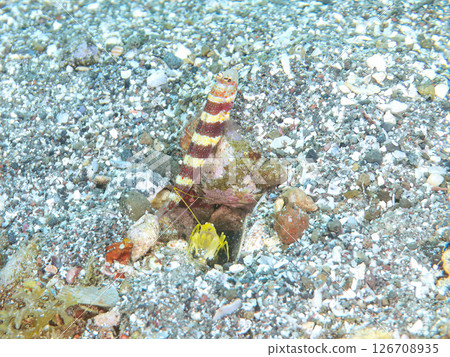 The red-necked goby and the white-striped peg shrimp live together in a hole in the sand. Hirizohama Nakagi Minamiizu Town Izu Peninsula Shizuoka Prefecture 2024 126708935