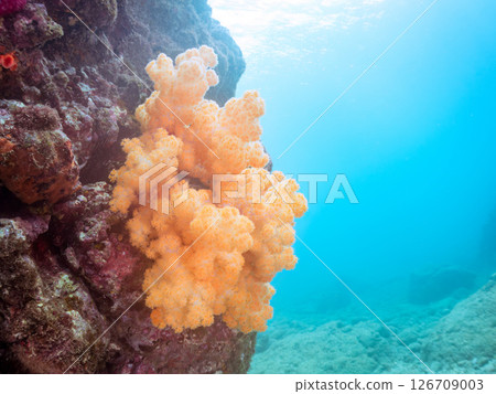 A beautiful reef with soft corals such as sea lions and sea lions. Hirizohama Nakagi Minamiizu Town Izu Peninsula Shizuoka Prefecture 2024 126709003
