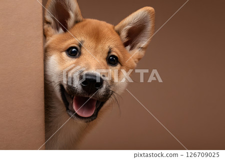 一張可愛的柴犬小狗微笑著的肖像 126709025